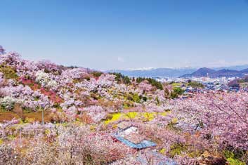 花見山公園