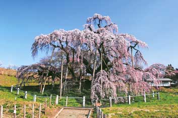 三春滝桜