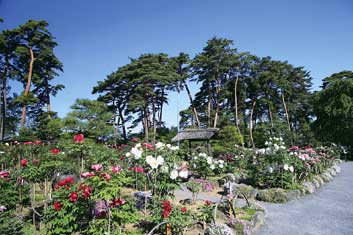 須賀川牡丹園