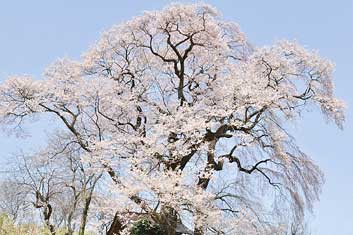 天神夫婦桜