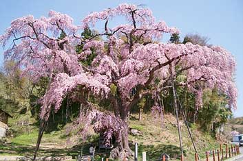 紅枝垂地蔵（べにしだれじぞう）ザクラ